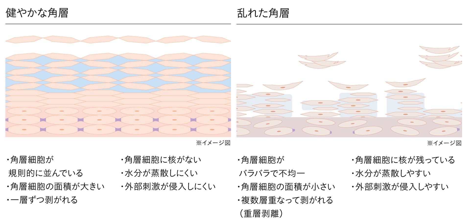 肌の角層のイメージ