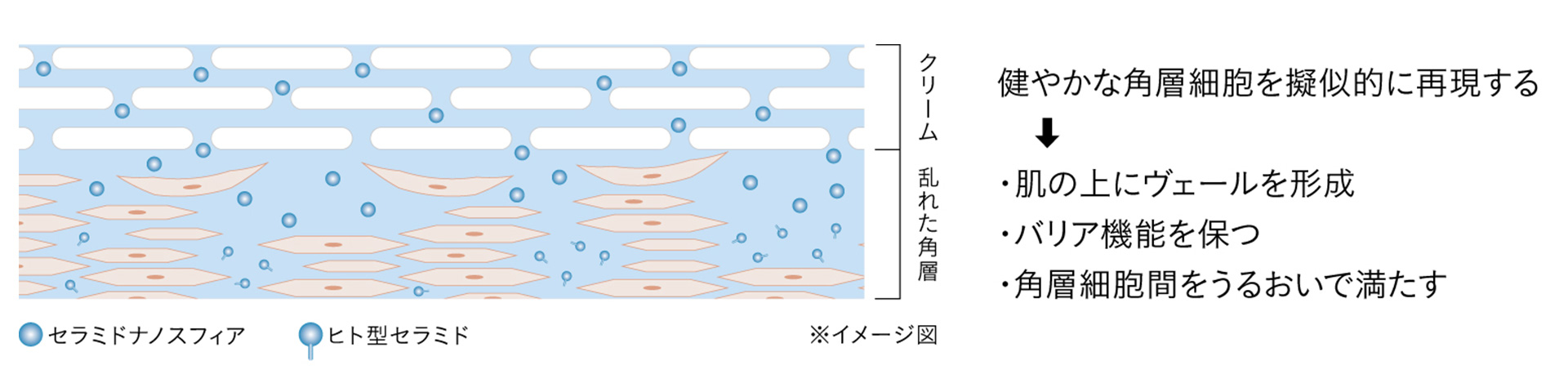 肌の角層のイメージ