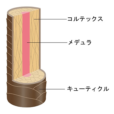 うねり毛のメカニズム