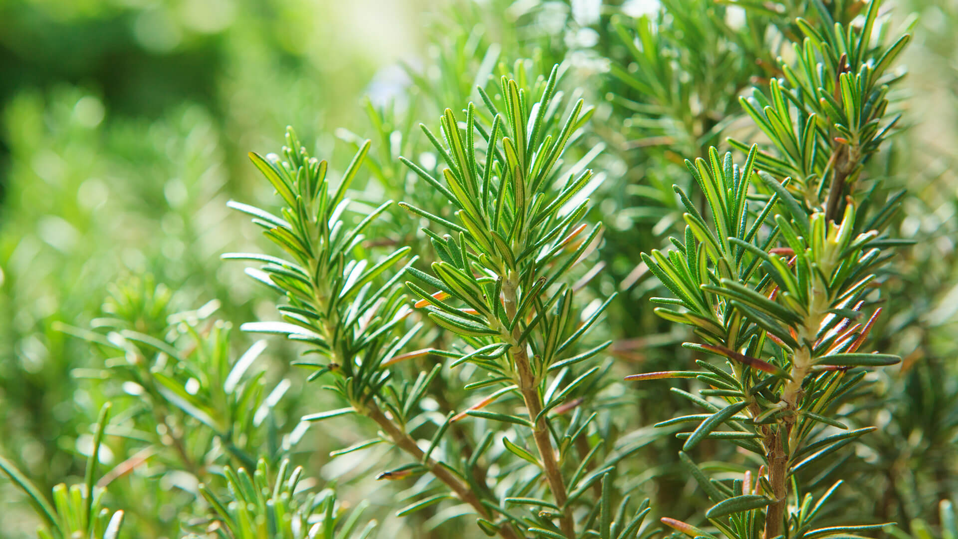 「若返りのハーブ」として親しまれるローズマリー